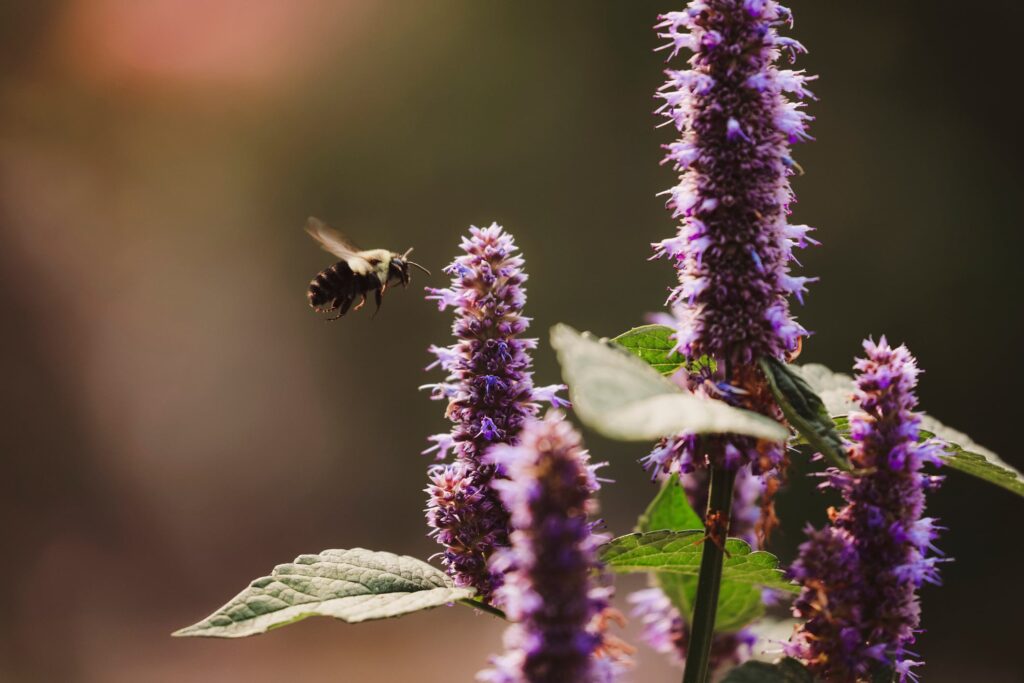 bain-backed-beeline-medicines-buzzes-out-of-stealth-with-$300m-and-5-programs-from-bms