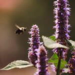 bain-backed-beeline-medicines-buzzes-out-of-stealth-with-$300m-and-5-programs-from-bms