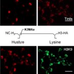 kdm3a-oxidizes-acetyl-lysine-on-histone-h3k9