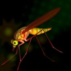 gid/ctlh-e3-ligase-drives-malaria-parasite-sexual-development