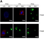 scffbxo42-controls-pp2a-degradation-pathway
