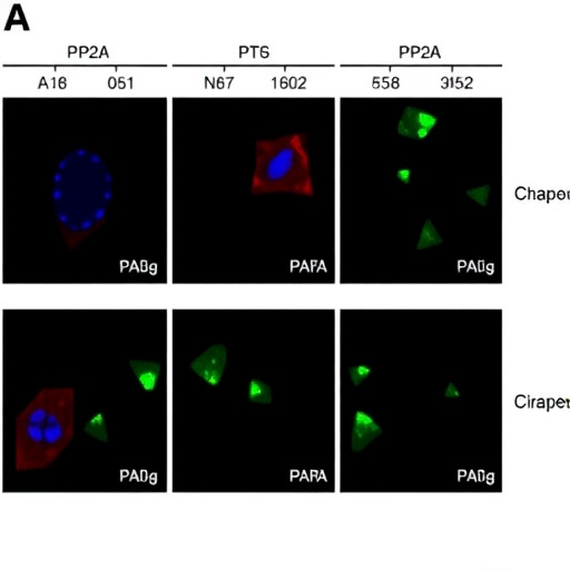 scffbxo42-controls-pp2a-degradation-pathway