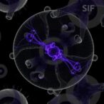 cytoplasmic-lattices:-massive-storage-in-oocytes