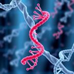 bacterial-immune-system-regulates-gene-transfer-agents