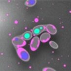 aberrant-laminin-signaling-reveals-vitiligo-treatment-target