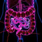 gut-microbe-enhances-immunotherapy-for-colorectal-cancer
