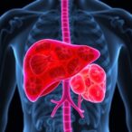 on-demand-growth-of-liver-tissue-directly-within-the-body