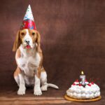 fda-celebrates-progress-to-end-animal-testing-but-experts-warn-there’s-still-a-long-way-to-go