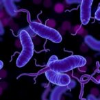 salmonella-haem-blocks-macrophages,-boosts-infection