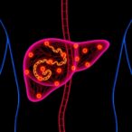 how-the-liver’s-internal-clock-regulates-daily-fat-secretion