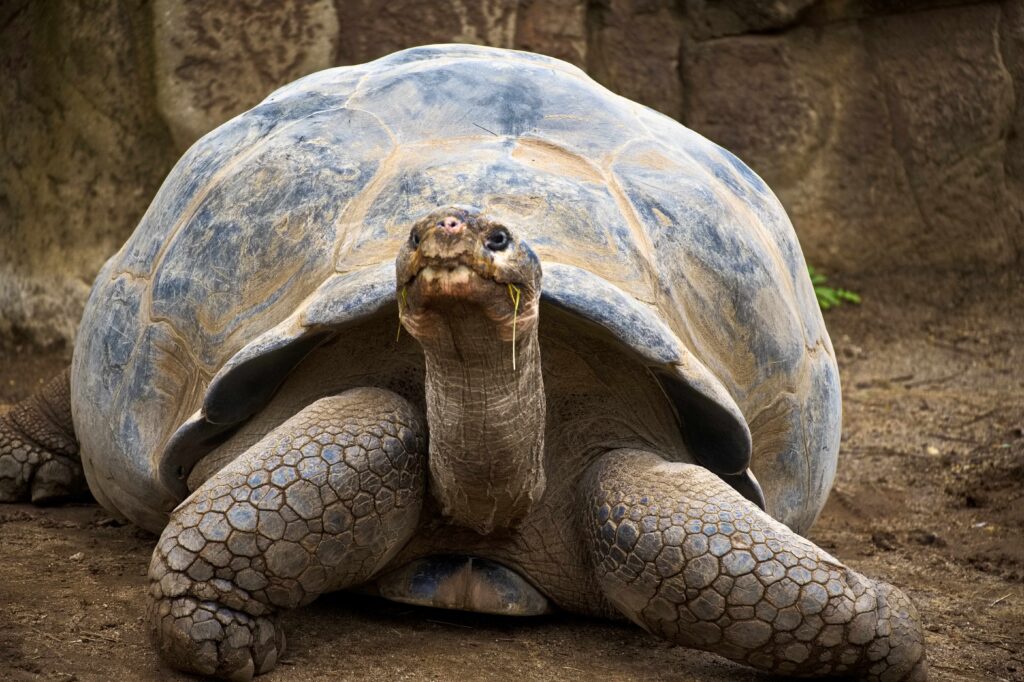 tortugas-comes-out-of-its-shell-with-$106m-to-fund-4-phase-2-stage-neuro-drugs-licensed-from-asia