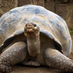 tortugas-comes-out-of-its-shell-with-$106m-to-fund-4-phase-2-stage-neuro-drugs-licensed-from-asia