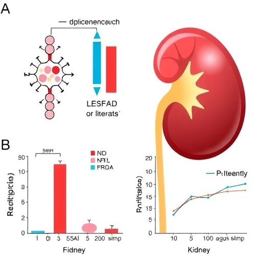 brd4-inhibition-eases-sepsis-induced-kidney-injury