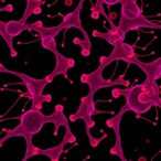 study-reveals-how-certain-cancer-drugs-alter-taste-by-affecting-taste-bud-cells