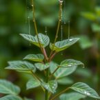 new-study-reveals-plants-can-detect-the-sound-of-rain