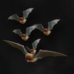 wild-gray-bats-modify-their-echolocation-calls-in-response-to-group-dynamics-during-flight