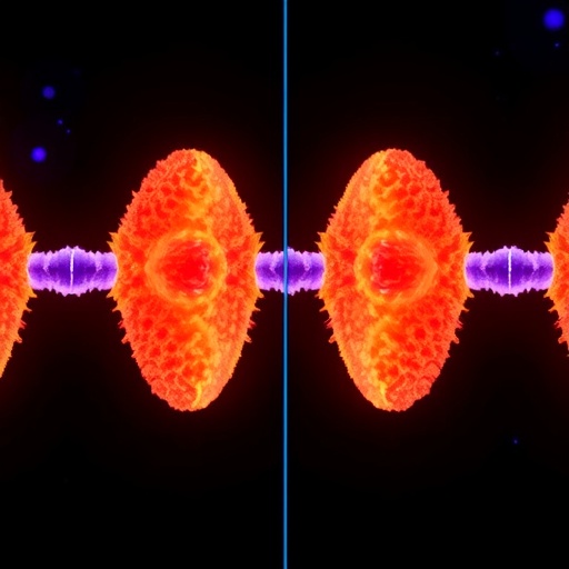 from-four-to-two:-how-duplicated-genomes-return-to-diploidy
