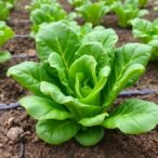 developing-spinach-varieties-with-enhanced-resistance-to-pythium