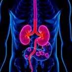 gut-bacterial-toxins-at-elevated-levels-induce-lupus-nephritis