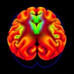 early-dopamine-loss-in-alzheimer’s-entorhinal-cortex