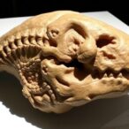 revealing-new-discoveries:-ancient-gondwana-fossil-unearthed-in-antarctica