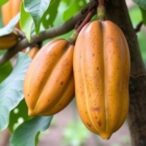 the-role-of-papayas-in-enhancing-cocoa-cultivation