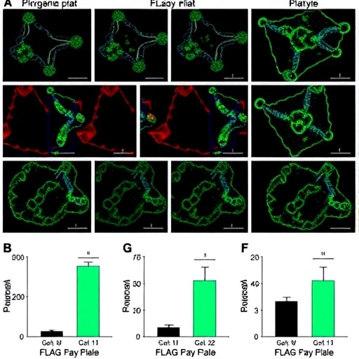 flag-based-regimen-yields-robust-results-in-acute-myeloid-leukemia-subtype