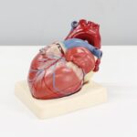 heart’s-constant-beating-suppresses-tumor-growth-in-cardiac-tissues