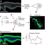 stretch-activated-piezo-channels-drive-calcium-entry-development