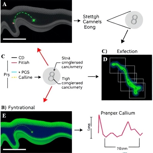 stretch-activated-piezo-channels-drive-calcium-entry-development