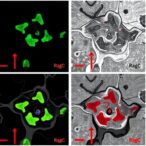 ragc-detects-β-hydroxybutyrate-levels-to-inhibit-mtorc1-activity-and-tumor-progression