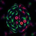 in-vivo-car-neutrophils-developed-for-glioma-treatment