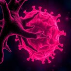 kmt2c/d-loss-creates-targetable-cancer-weaknesses