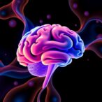 fluid-dynamics-of-the-brain:-how-body-movement-influences-brain-fluid-flow