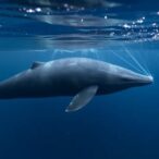 acoustic-device-reduces-bycatch-of-endangered-black-sea-porpoises