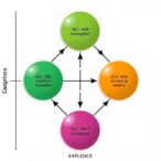 adding-dermal-absorption-to-toxicokinetic-modeling
