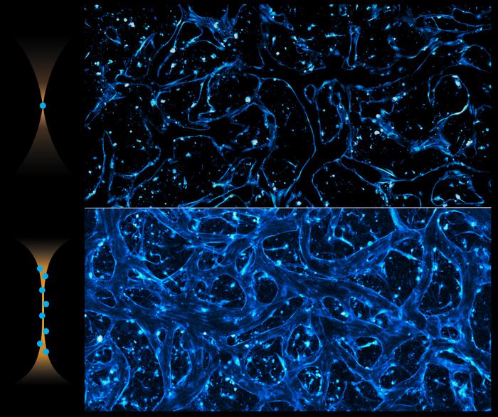 pencil-beam-laser-could-help-researchers-design-brain-targeted-therapies