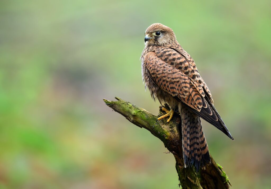 abbvie-dips-into-boiling-ras-waters-with-$1.45b-biobucks-deal-that-could-end-in-acquisition