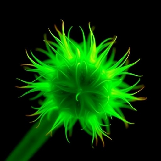 new-microscope-uncovers-hidden-variations-in-photosynthetic-light-harvesting-antennae