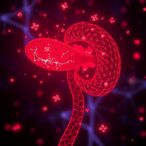 uromodulin-mutation-triggers-renal-inflammation-via-pyroptosis