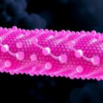 echinocandins-act-on-biomimetic-membranes-differently