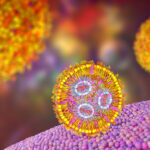 hepatocyte-detargeting-improves-mrna-vaccine-immunity-in-lymphoma-model