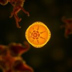 parental-pronuclei-compete-in-zygote-cytoplasm