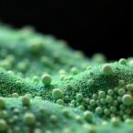 modeling-granular-media:-from-particles-to-continuum