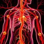 digital-twins-revolutionize-human-circulatory-system-models