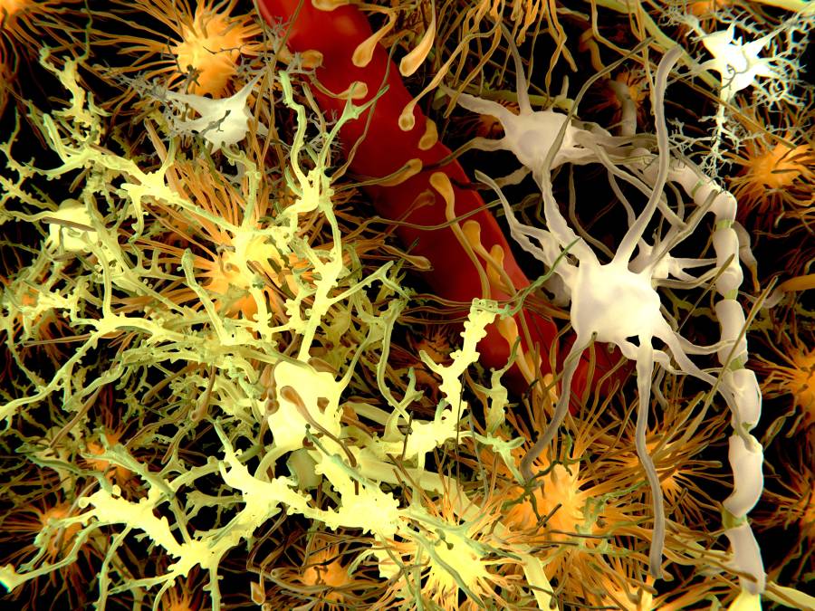 brain-glucose-levels-act-as-a-metabolic-switch-for-myelin-formation