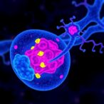 tetrameric-stat5-drives-immune-niche-for-stem-repair