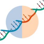 programmable-rna-targeting-via-dna-guided-crispr-cas12a
