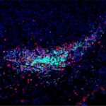 dna-containing-extracellular-vesicles-boost-antitumor-responses-in-mice