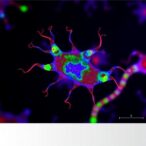 slc38a4-boosts-kupffer-cells,-halts-liver-tumors